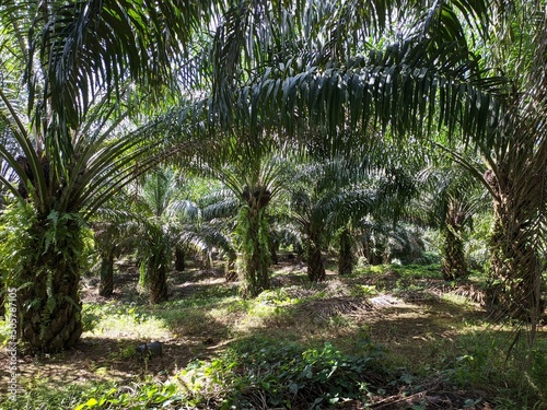 Oil palm plantation owned by residents in Kalimantan