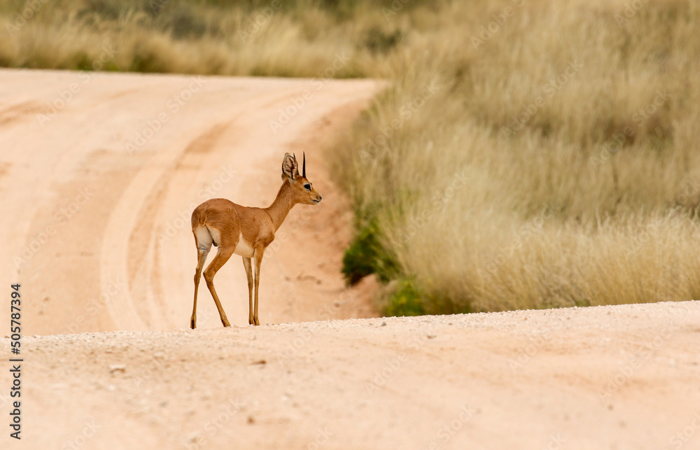 Steenbok ram in the Kgalagadi, South Africa