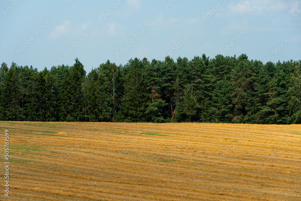 Nature of Belarus. Endless fields and forests of the Republic of Belarus. National Nature Reserve. A field for growing cereals.