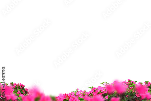 Fototapeta Naklejka Na Ścianę i Meble -  Flower Photo Overlay, grass summer spring flowers, Photoshop frame , png
