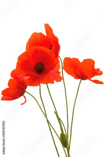 Poppy flowers isolated on transparent background, Red poppy flower isolated Photo summer spring flowers, png