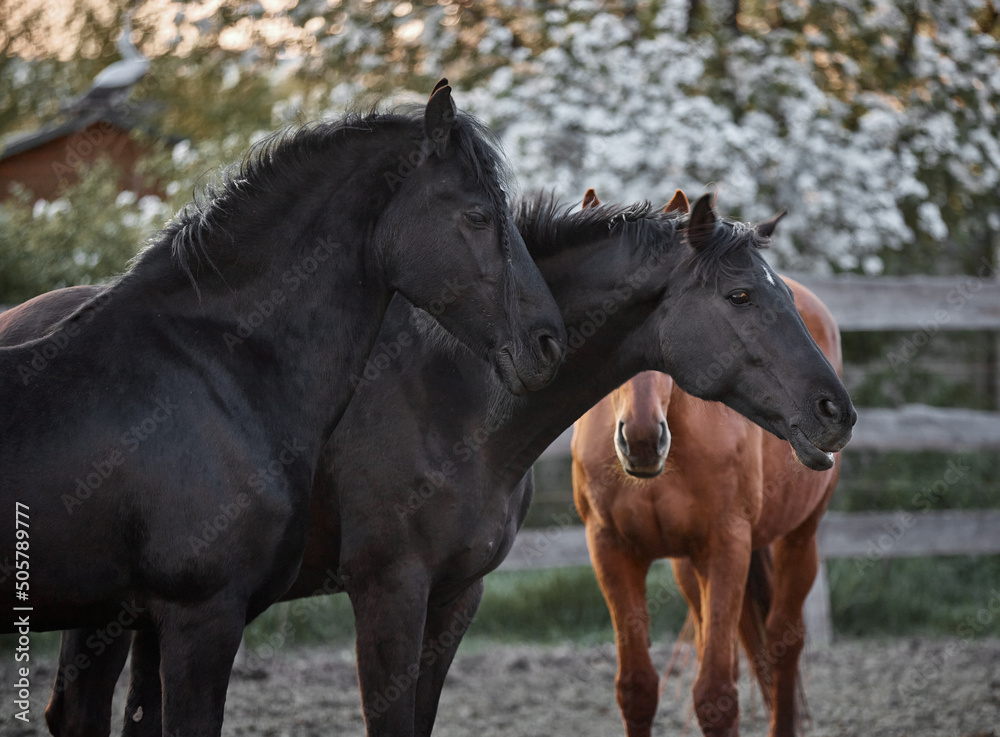 Thoroughbred horses walk in a corral on a farm Thoroughbred horses walk in a corral on a farm