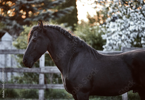 Thoroughbred Friesian stallion walking in a paddock