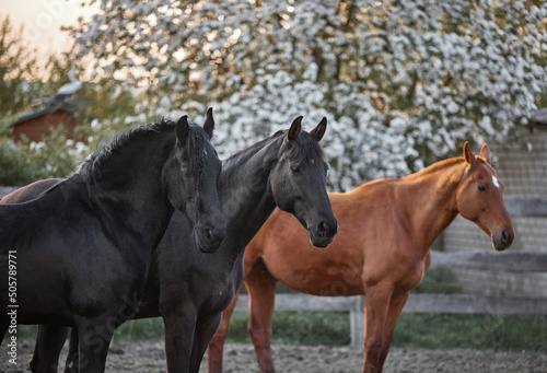 Fototapeta Naklejka Na Ścianę i Meble -  Thoroughbred horses walk in a corral on a farm