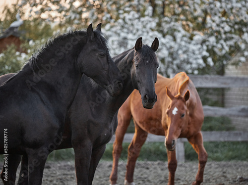 Fototapeta Naklejka Na Ścianę i Meble -  Thoroughbred horses walk in a corral on a farm