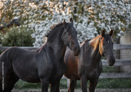 Thoroughbred horses walk in a corral on a farm