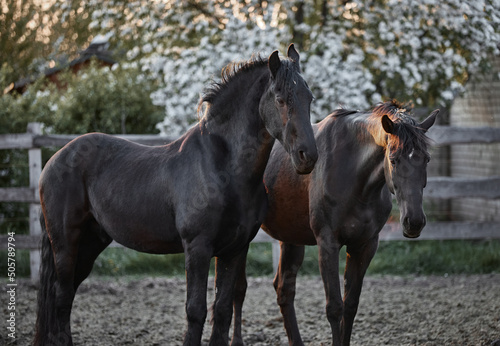 Thoroughbred horses walk in a corral on a farm