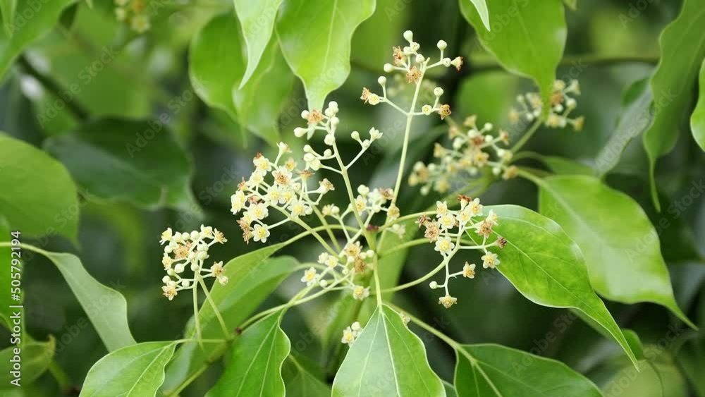Tokyo, Japan - May 20, 2022: Closeup of Cinnamomum camphora or amphor tree or camphorwood or camphor laurel
Tokyo, Japan - May 20, 2022: Closeup of Cinnamomum camphora or amphor tree or camphorwood or camphor laurel