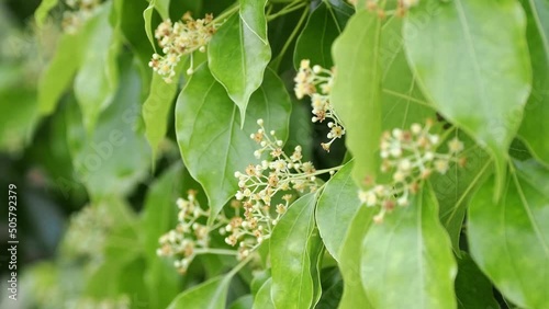 Tokyo, Japan - May 20, 2022: Closeup of Cinnamomum camphora or amphor tree or camphorwood or camphor laurel
 photo