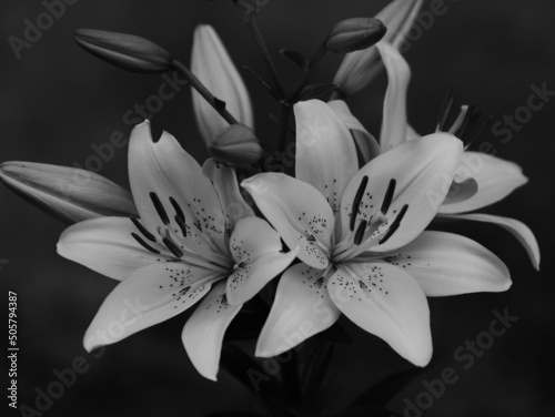 Blossoming lily flower in black and white with dark background