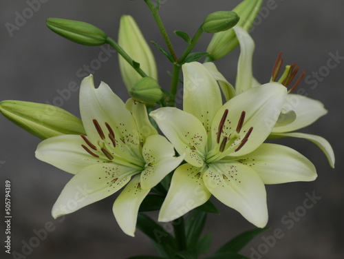 Blooming bouquet of lily flowers in white-lemon color