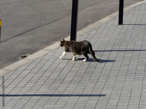 街中の野良猫