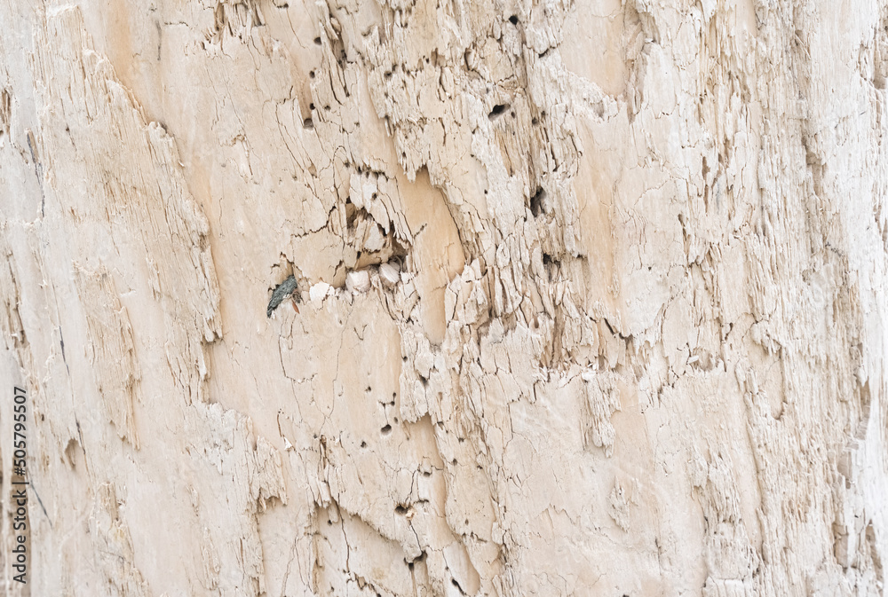 Wood texture background surface old natural pattern Wood texture background surface old natural pattern