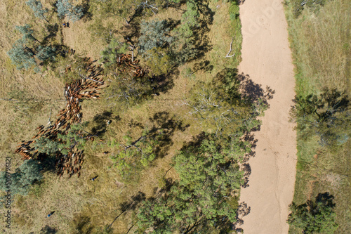 Aerial photo of a mob of cattle getting mustered to cross a dry creek.