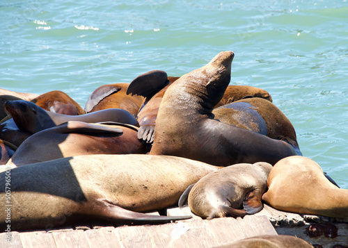 Sea Lions hauled out on wood platforms. Rather than remain in the water, pinnipeds haul-out onto land or sea-ice for reasons such as reproduction and rest.