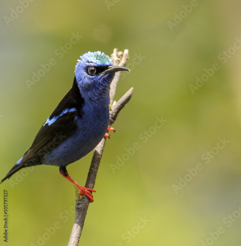 Red-legged honeycreeper, Cyanerpes cyaneus, Costa Rica is a tropical country with a large number of birds such as the red-footed honeycreeper. Birdwaching place and paradise country. photo
