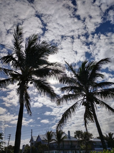 palm trees with clouds © William