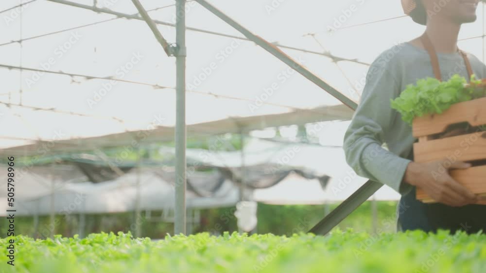 custom made wallpaper toronto digitalAsian young handsone male farmer work in vegetables hydroponic farm.