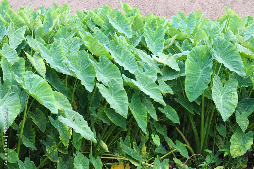green colored taro tree on farm green colored taro tree on farm