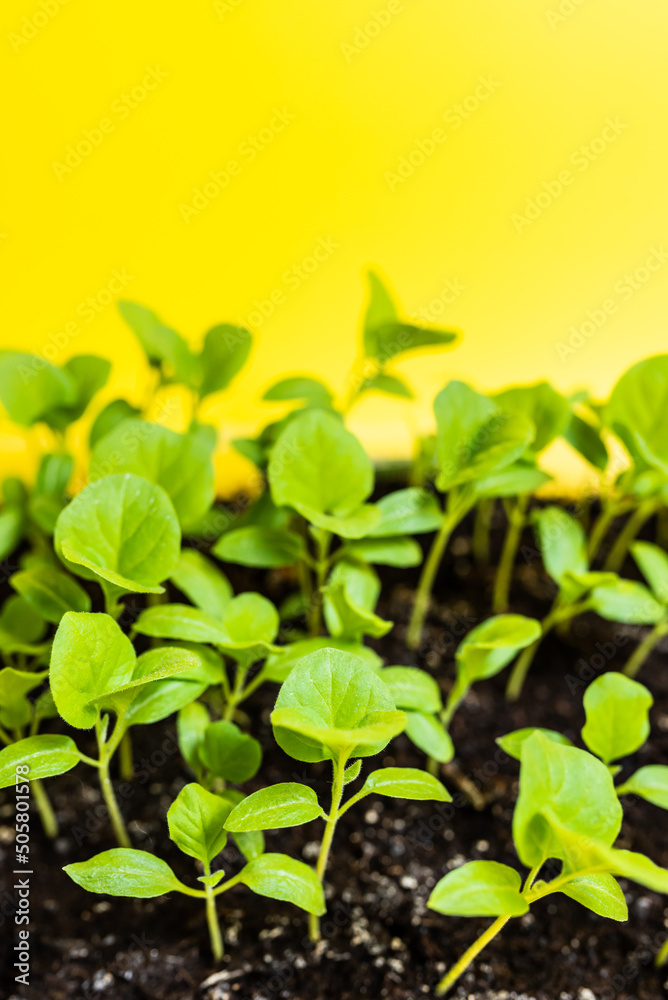 Eggplant seedling grows in a pot. Close-up. Seedling of vegetables in a pot. Indoor gardening concept Eggplant seedling grows in a pot. Close-up. Seedling of vegetables in a pot. Indoor gardening concept