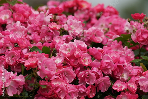 Fototapeta Naklejka Na Ścianę i Meble -  rose in a flower garden