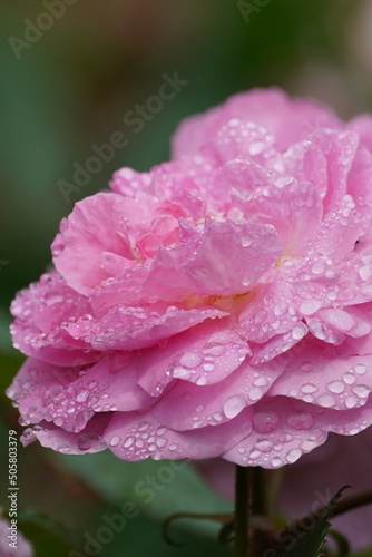 rose in a flower garden