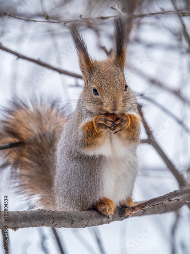 The squirrel with nut sits on tree in the winter or late autumn