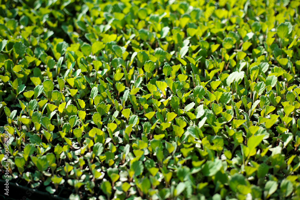 Siembra indirecta de hortalizas. Concepto de agricultura e innovación. (Almacigos) Siembra indirecta de hortalizas. Concepto de agricultura e innovación. (Almacigos)