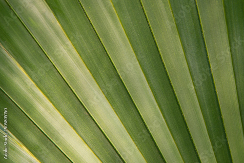 Closeup texture of palm branch