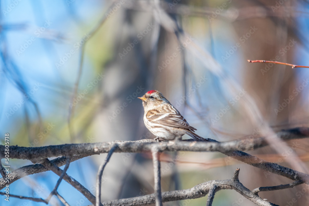 Common redpoll female, cute bird with bright red patch on its forehead sits on tree branch without leaves in sunny spring day. Common redpoll female, cute bird with bright red patch on its forehead sits on tree branch without leaves in sunny spring day.