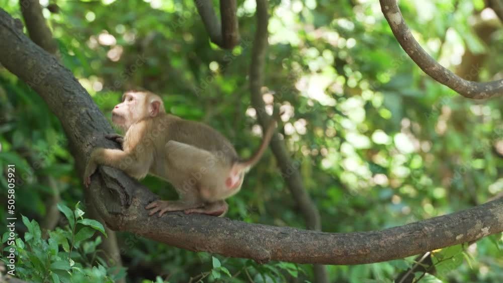 Monkey sitting tropical scene of wildlife autumn exotic forest. Monkey sitting tropical scene of wildlife autumn exotic forest.