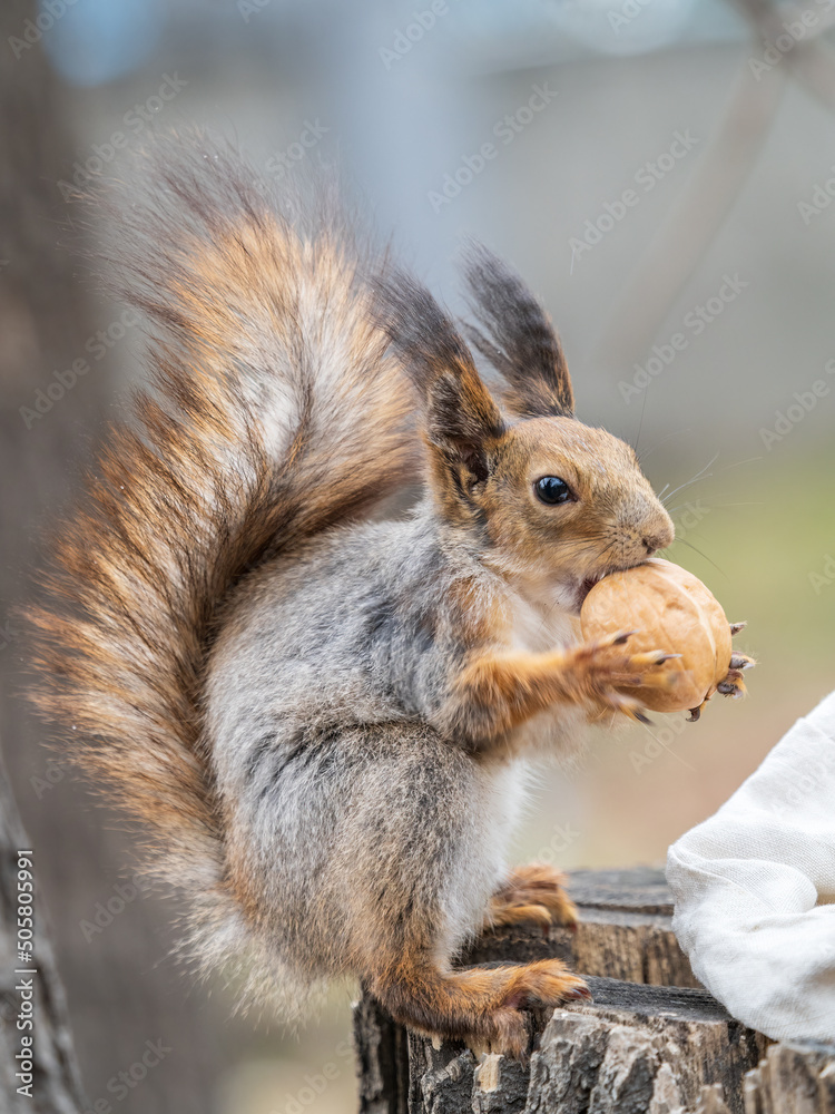 Fototapeta premium A squirrel with a nut sits on a stump in spring or summer.