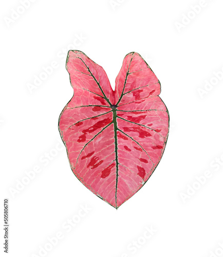 Red black caladium bicolor (araceae)  leaf in  heart shaped patterns  isolated on white background , clipping path photo