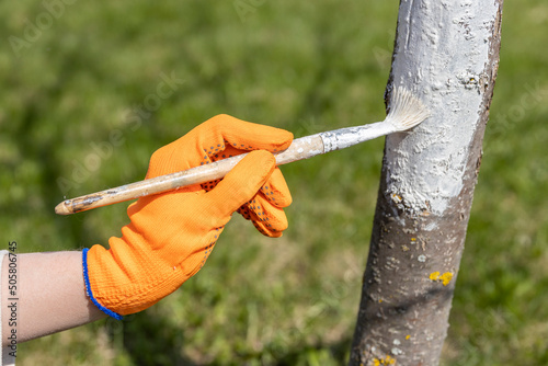 Spring work on the garden plot. Whitewashing trees in the garden. A girl in orange gloves paints a tree with a brush.