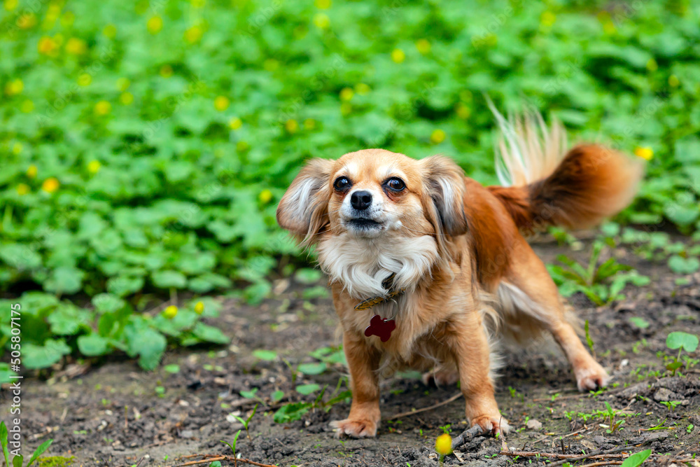 Chihuahua is one of the smallest dog breeds, named after the Mexican state of Chihuahua. Chihuahua is one of the smallest dog breeds, named after the Mexican state of Chihuahua.