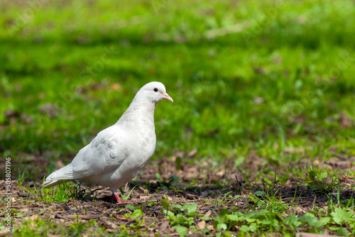 The white dove is a symbol of peace on earth....
