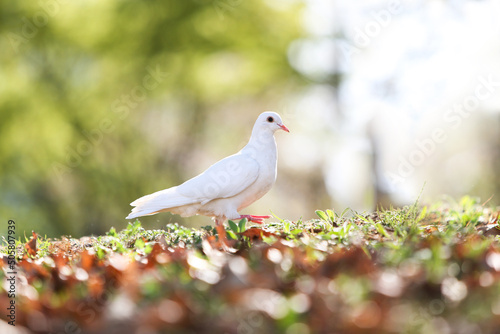 희망과 평화와 자유를 상징하는 아름다운 흰색 비둘기와 숲속 공원의 밝은 빛 배경
