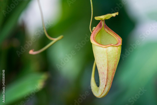 An insectivorous plant from South America（Nepenthes mirabilis） photo