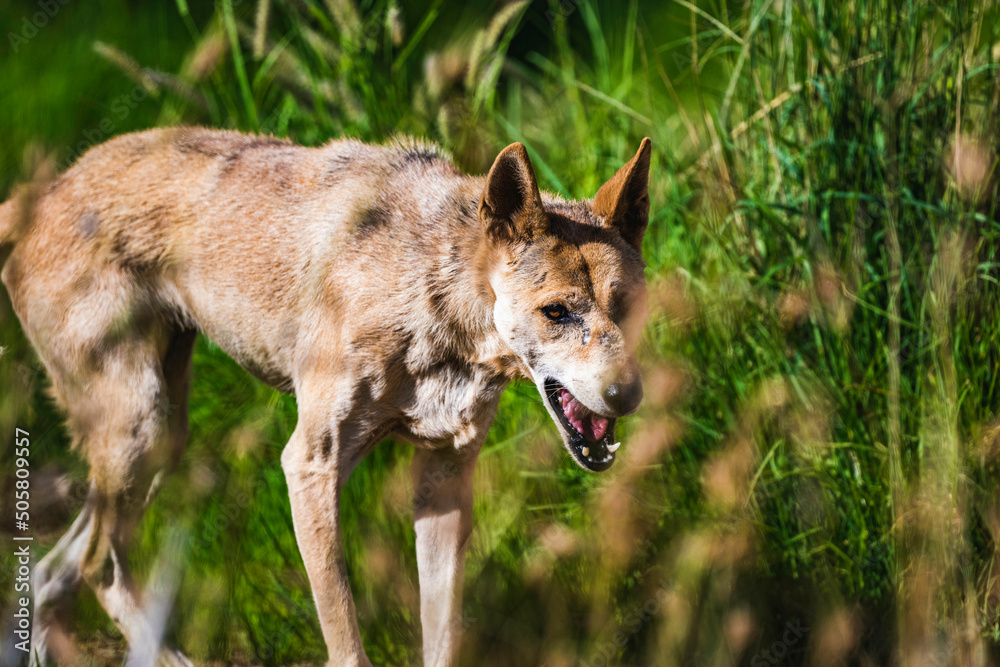 Hunting dingo Hunting dingo