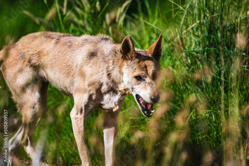 Hunting dingo © Patch Clapp