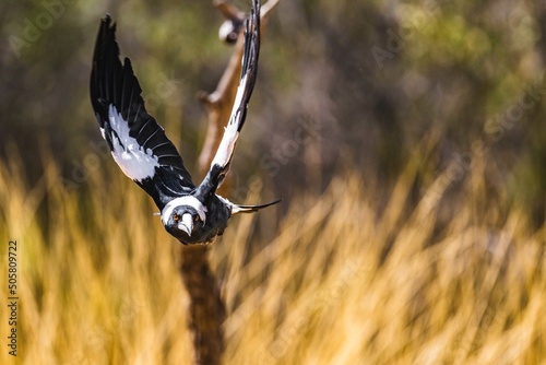 Magpie in flight