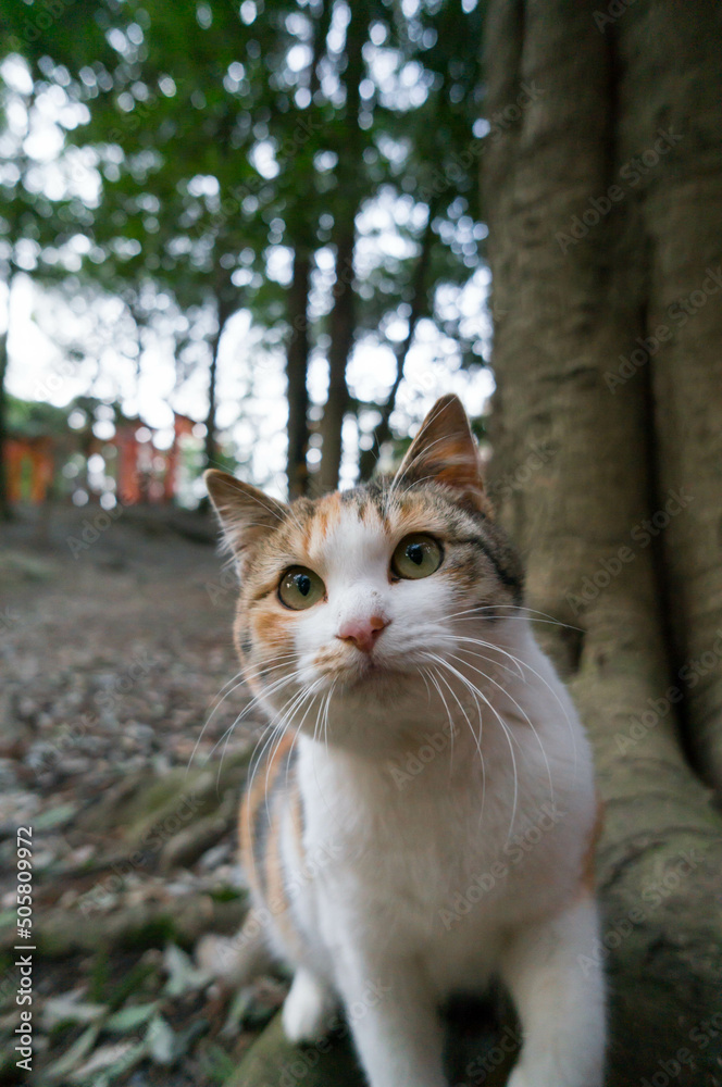 Wild cat living in a Japanese forest