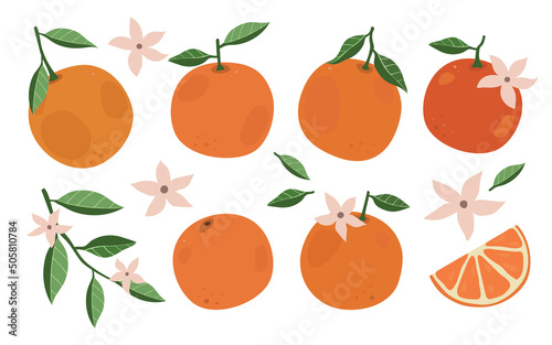 Set of oranges. Cartoon style colorful hand drawn  vector illustration