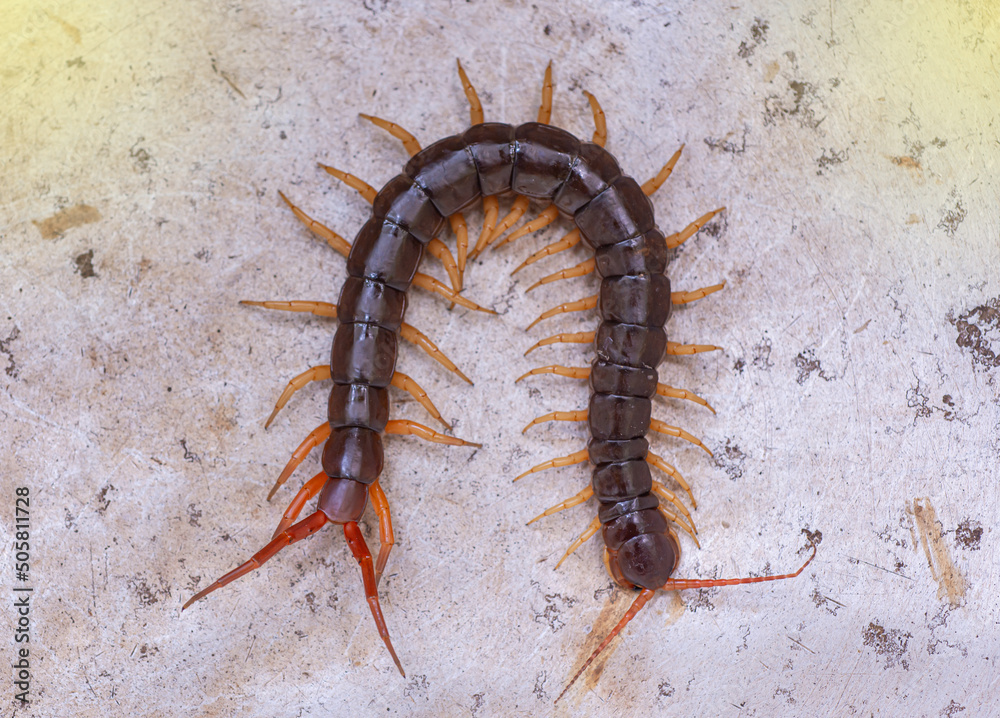 The centipede is a poisonous animal. It can bite. It is on the floor. The centipede is a poisonous animal. It can bite. It is on the floor.