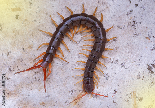 Foto The centipede is a poisonous animal
