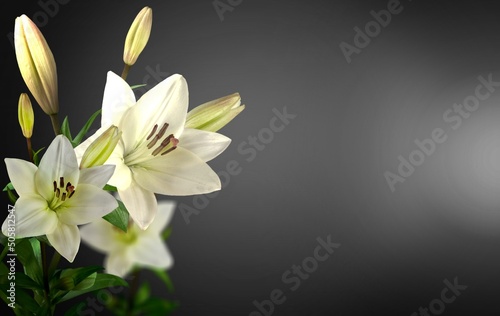 Foto White flower lilies on black background