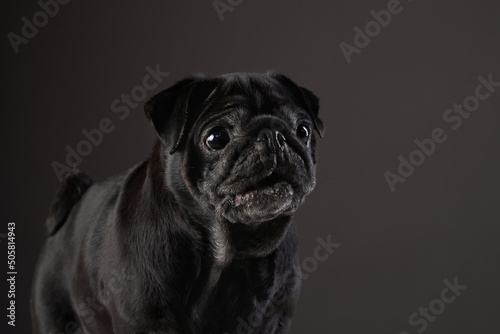 charming black pug on a black background. Pet portrait in studio