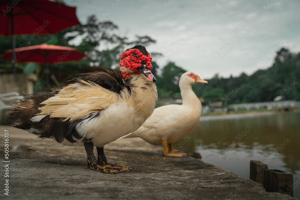 Muscovy duck with red facial skin or spots surrounding the eyes. Livestock duck in the beautiful park garden of Shah Alam Bukit Jelutong Eco Community Park Malaysia.