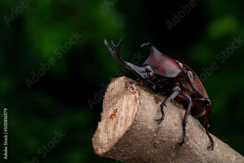樹液を舐めているオスのカブトムシの写真 © ruiruito