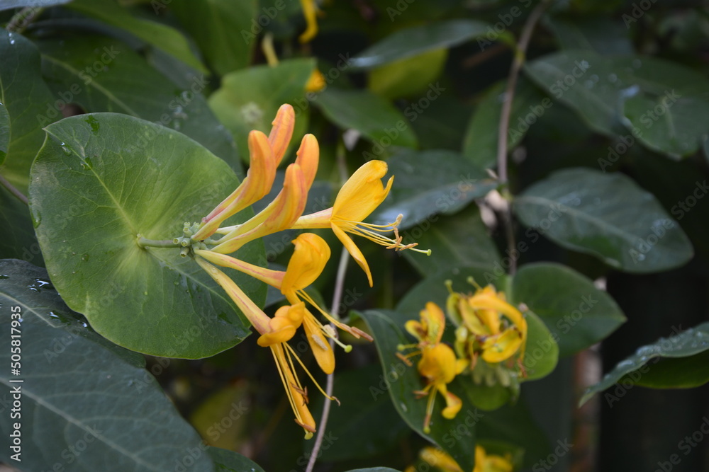 Lonicera periclymenum or common honeysuckle plants blooming flowers in spring Lonicera periclymenum or common honeysuckle plants blooming flowers in spring